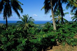 Archipel-des-Comores;-Cocotiers;-Côte;-Feuillage;-France;-Kaleidos;-Kaleidos-images;-La-parole-à-limage;-Laurent-Abad;-Mayotte;-Mer;-Océan-Indien;-Paysage;-Stories-Pictures;-Vue-en-surplomb